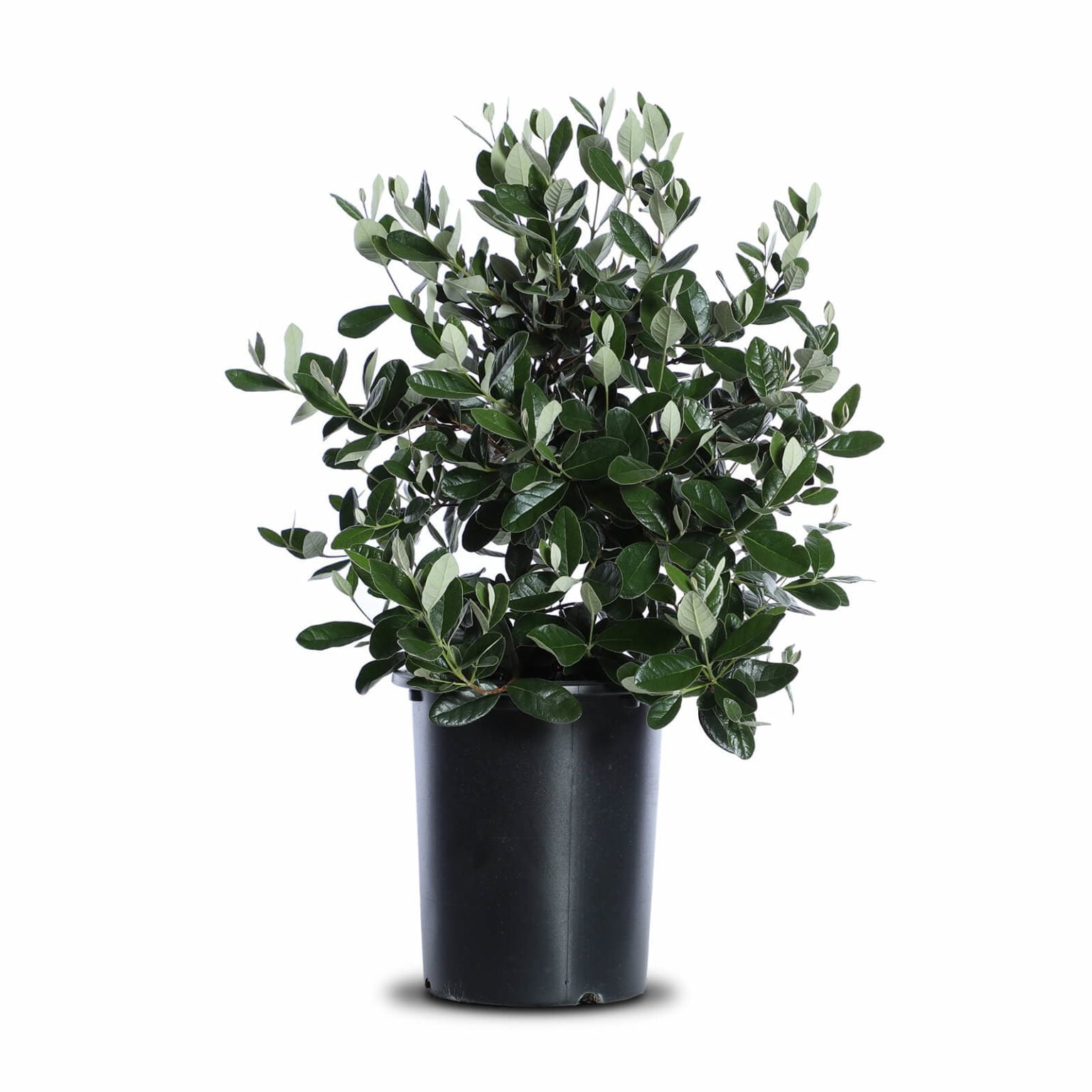 Pineapple Guava Landscape Plant Source Landscape Plant Source